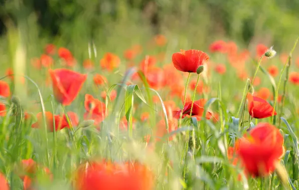 Picture greens, field, summer, grass, flowers, red, nature, glade