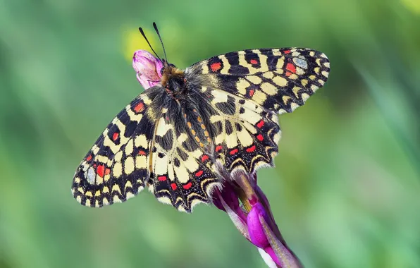 Picture macro, flowers, pattern, butterfly, wings, stem, insect, green background