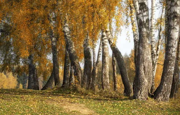 Autumn, forest, birch, Golden autumn, yellow foliage, birch grove