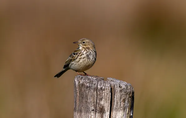 Bird, stump, bird, meadow Pipit