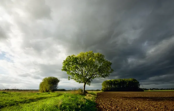 Picture field, the sky, grass, clouds, clouds, tree
