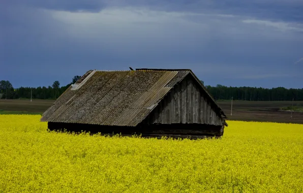 Field, the sky, the barn, house, rape