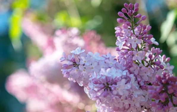 Flowers, spring, lilac