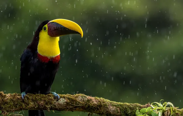 Leaves, rain, bird, branch, beak, Toucan