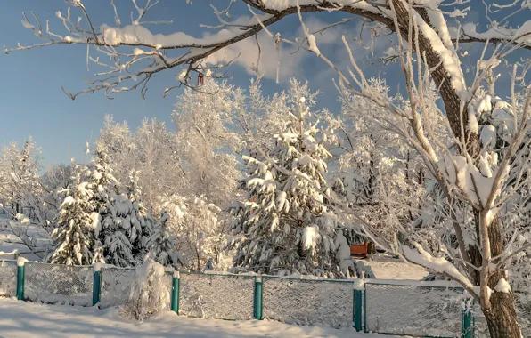 Winter, snow, trees, nature, the fence, Vyacheslav Biryukov