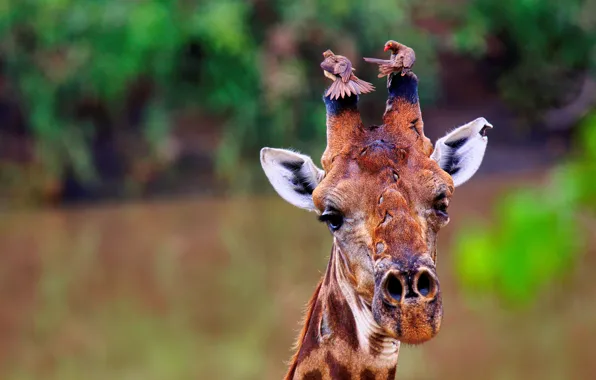 Face, birds, background, giraffe, horns