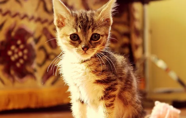 Look, baby, muzzle, kitty