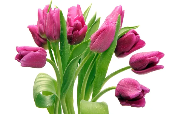 Bouquet, tulips, pink, droplets of water