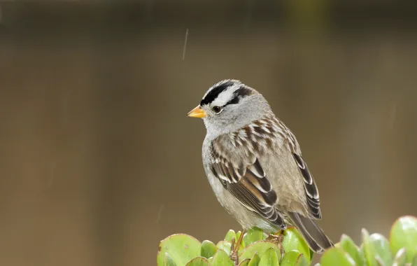 Wallpaper bird, nature, animal