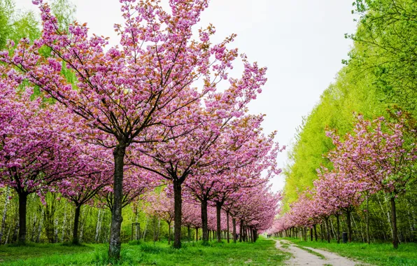 Picture flowers, Park, garden, road, trees, Cherry, landscape, spring