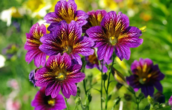 Summer, flowers, nature, beauty, exotic, cottage, flora, July