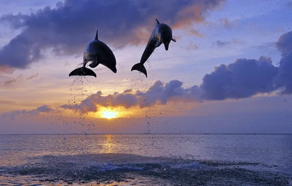 Picture sea, the sun, jump, dolphins