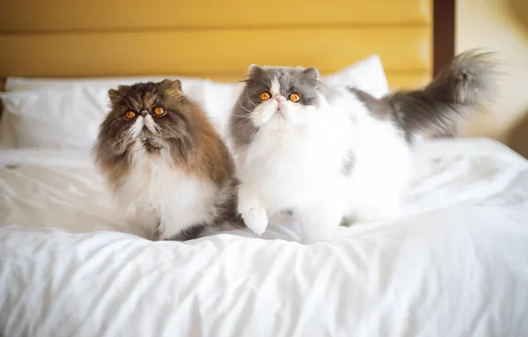 Cat, cat, look, cats, pose, cats, bed, a couple