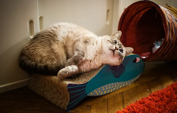 Cat, cat, pose, room, basket, home, fish, bench