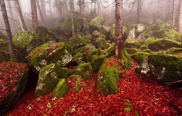 Autumn, forest, nature, fog, stones