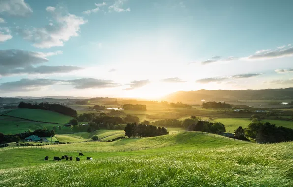 Summer, the sky, light, field, cows, New Zealand