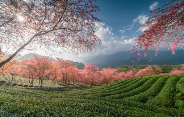 Trees, Sakura, Vietnam, Vietnam, tea plantation, Sapa, SaPa