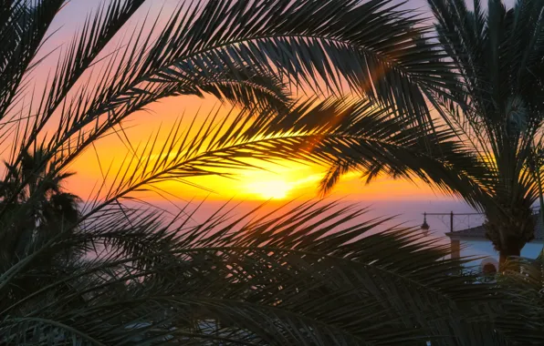 Sunset, Sea, The evening, Palm trees, Sunset, Evening, Sea, Palm Trees