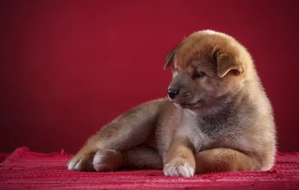 Dog, Puppy, Background