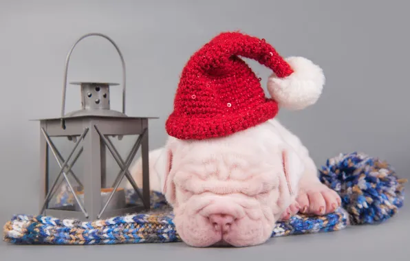 Picture white, pose, holiday, hat, new year, sleep, dog, baby