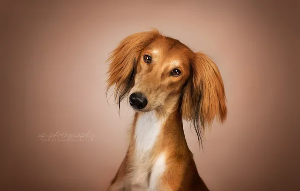Picture look, each, dog, Saluki
