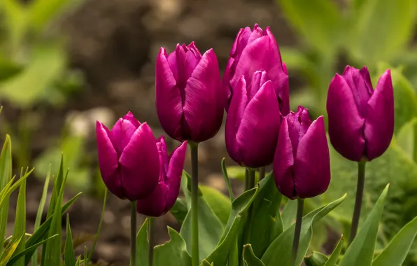Picture leaves, flowers, spring, garden, tulips, buds, flowerbed, lilac
