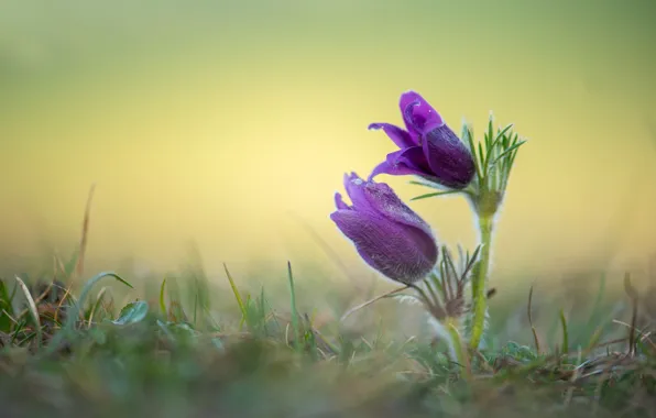 Grass, flowers, glade, spring, purple, buds, yellow background, bokeh