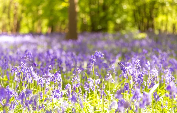 Forest, light, flowers, Park, glade, spring, bells, Sunny