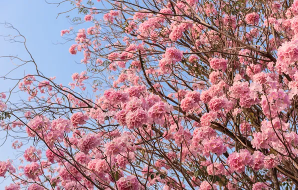 Picture flowers, branches, spring, pink, flowering, pink, blossom, flowers