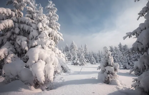 Winter, forest, clouds, snow, in the snow, ate, the snow, shadows