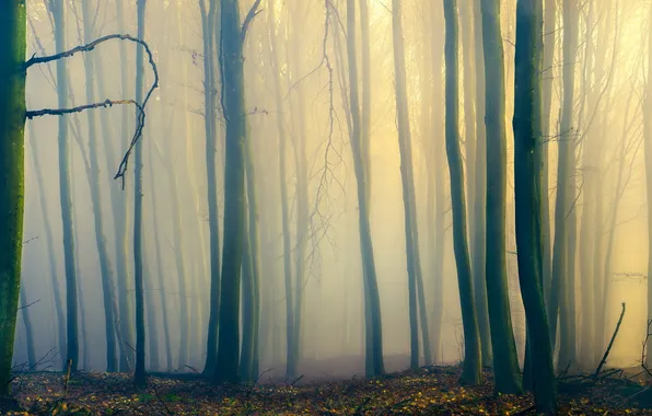 Forest, nature, fog