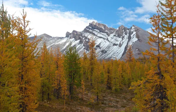 Autumn, clouds, snow, trees, mountains