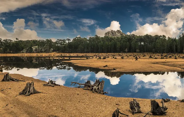 The sky, clouds, trees, lake, reflection, mirror, driftwood