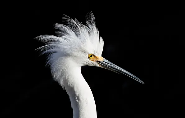 Picture background, bird, Snowy Egret