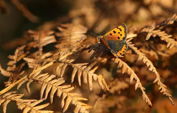 Picture leaves, branches, butterfly, wings