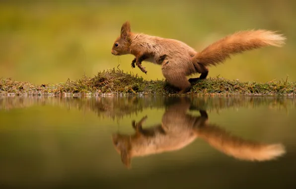 Wallpaper running, tail, protein, reflection
