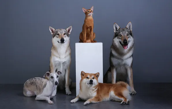 Cat, dogs, cat, look, pose, grey background, company, face