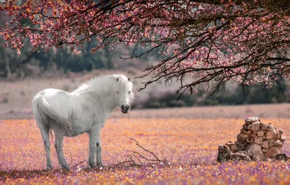 Flowers, branches, tree, horse, white, flowering