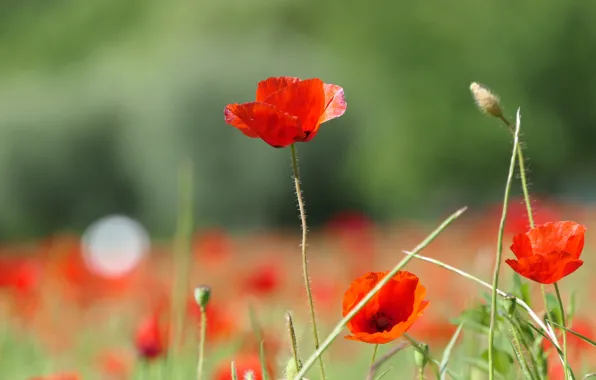 Flowers, background, stems, glade, Mac, Maki, red, grass