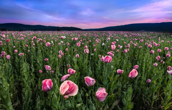 Field, landscape, Mac