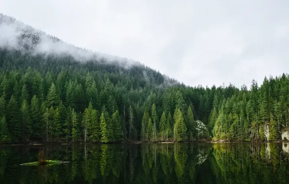 Forest, trees, landscape, nature, lake, reflection, Vancouver, mist