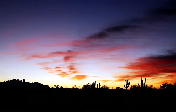 The sky, clouds, sunset, cactus, horizon, silhouette, glow