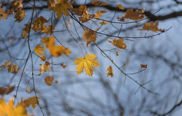Autumn, the sky, leaves, branches, tree, maple, maple, bokeh
