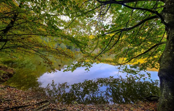 Picture trees, lake, Park