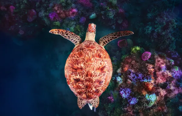 Under water, underwater, coral reef, green turtle, Mayotte, Coral reef at Does Gouja