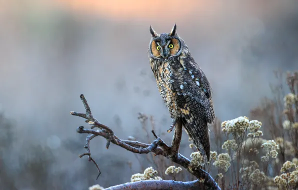 Picture look, flowers, branches, nature, fog, background, owl, bird