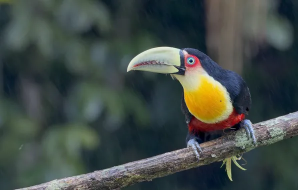 Rain, bird, branch, Toucan