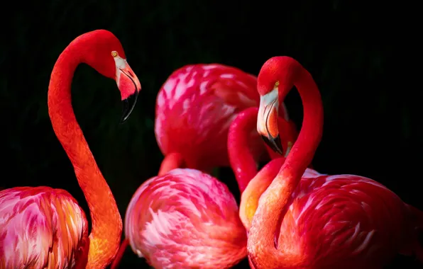 Birds, pair, Flamingo, fauna