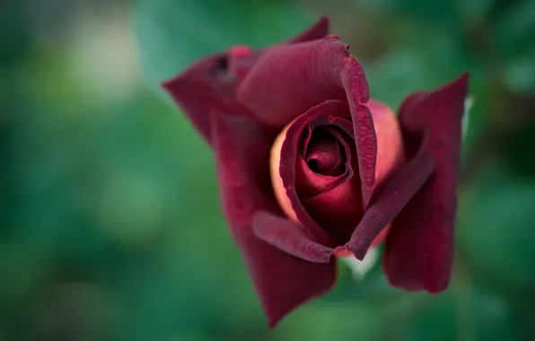 Picture macro, background, rose, Bud, Burgundy