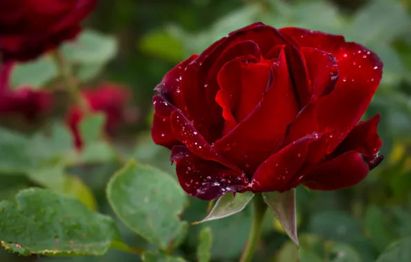 Picture leaves, drops, macro, flowers, red, background, roses, buds
